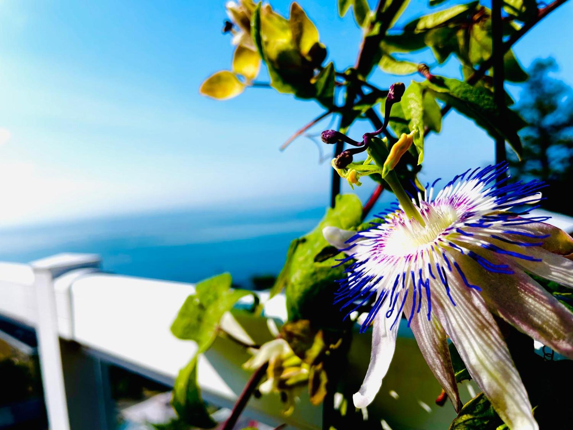 Donna'S Bed & Breakfast White Rock Esterno foto